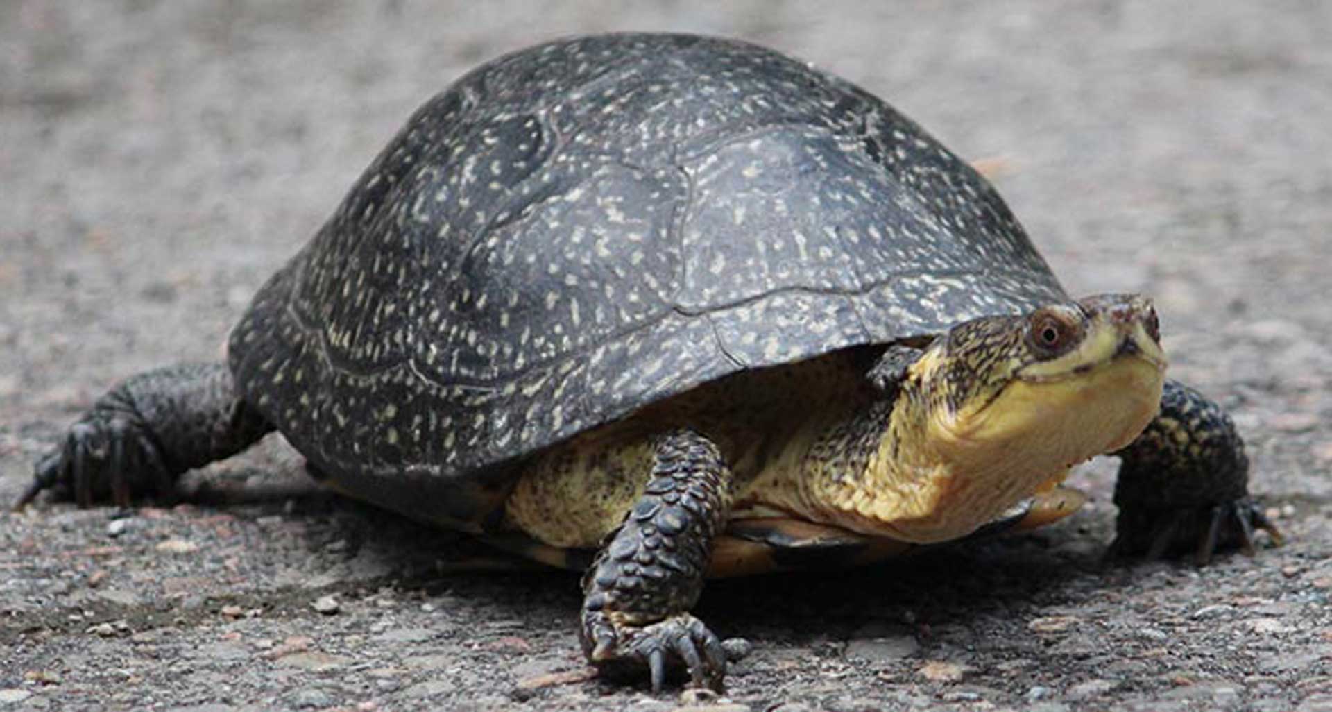 Turtle Tu Turtle Taxi worth the friendly fare | The Low Down